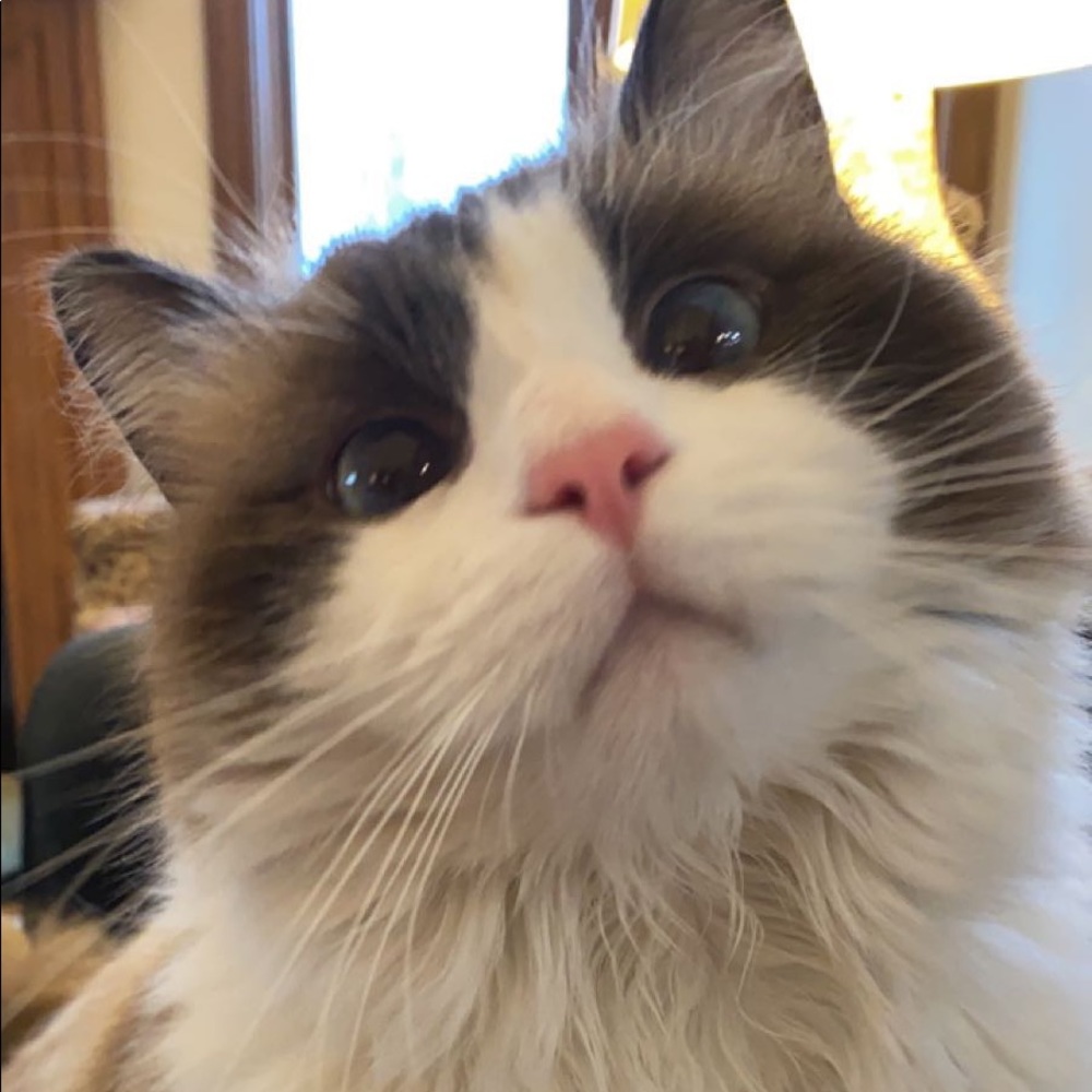 Meet your Posher, Addie